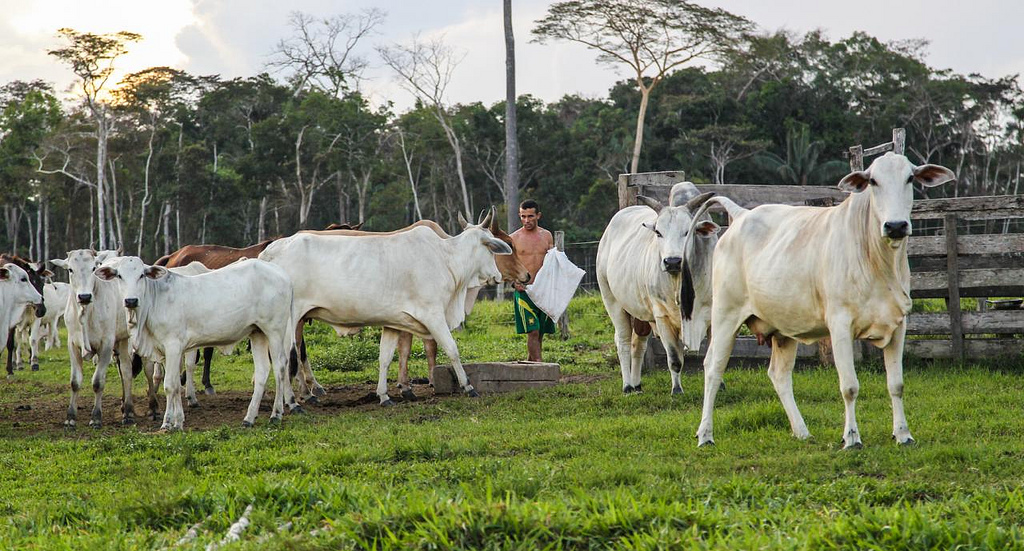 Governo faz mudanças na Guia de Transporte Animal e beneficia pequenos produtores