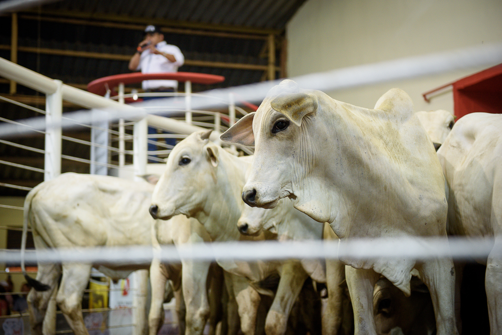 Leilão Mega Touros movimenta a economia na Expoacre