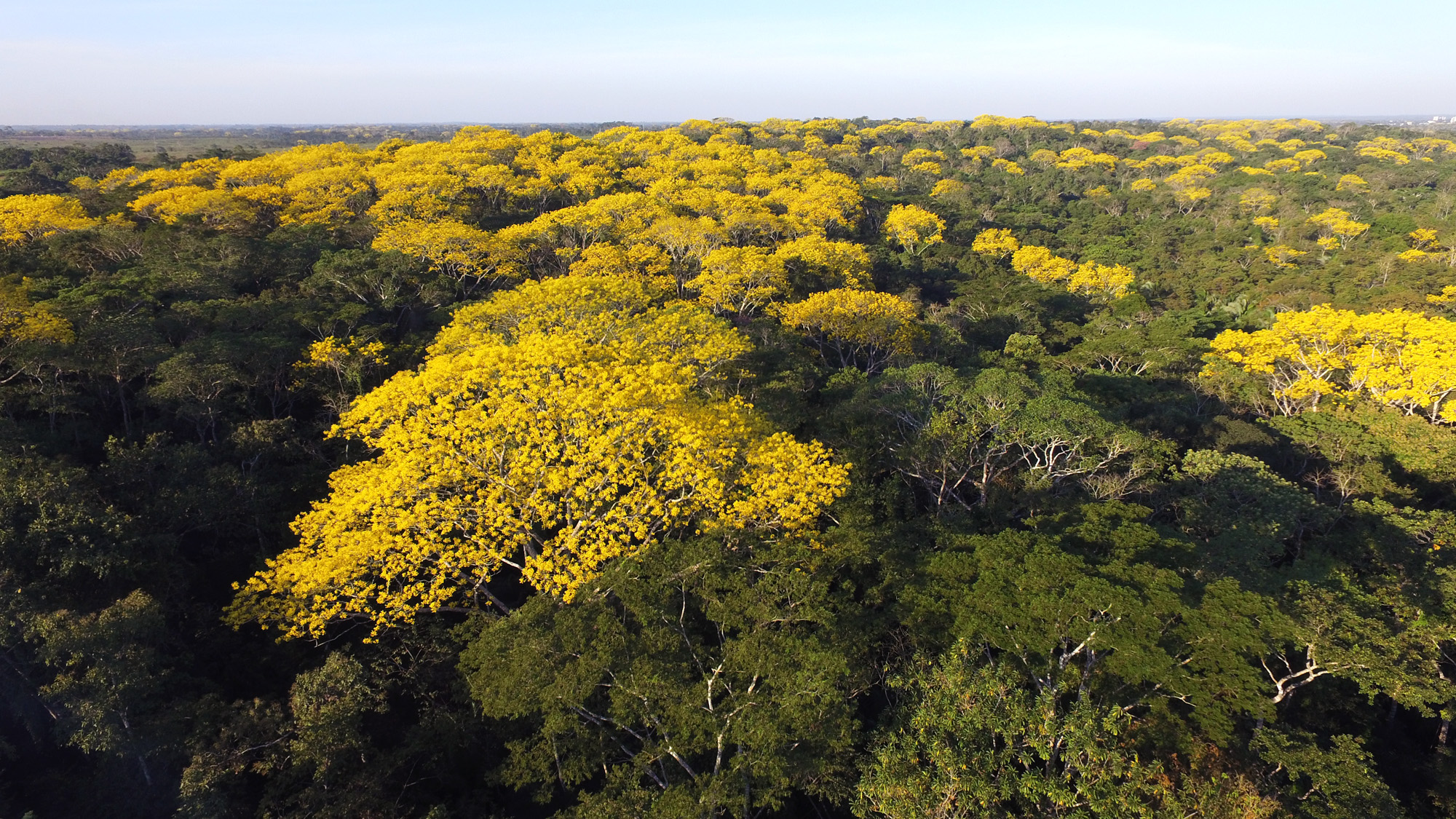 Sema lança consulta pública para concessão florestal em Tarauacá