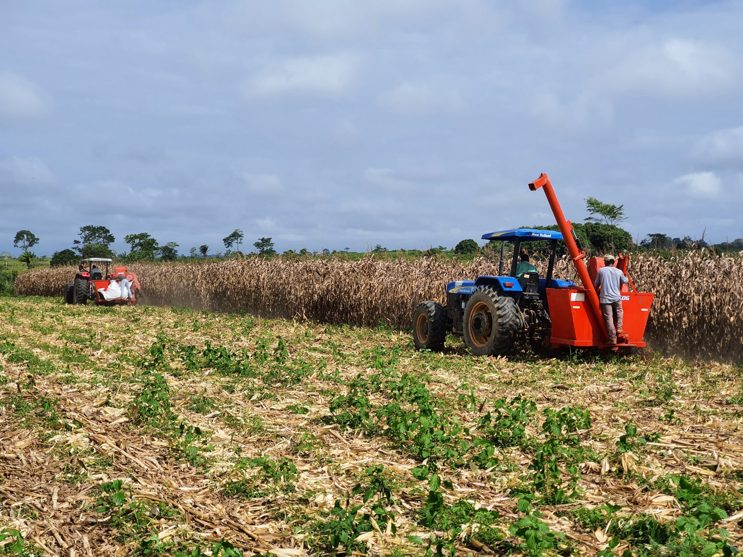 Com apoio do governo, produtor aposta no milho e inspira agricultores da região