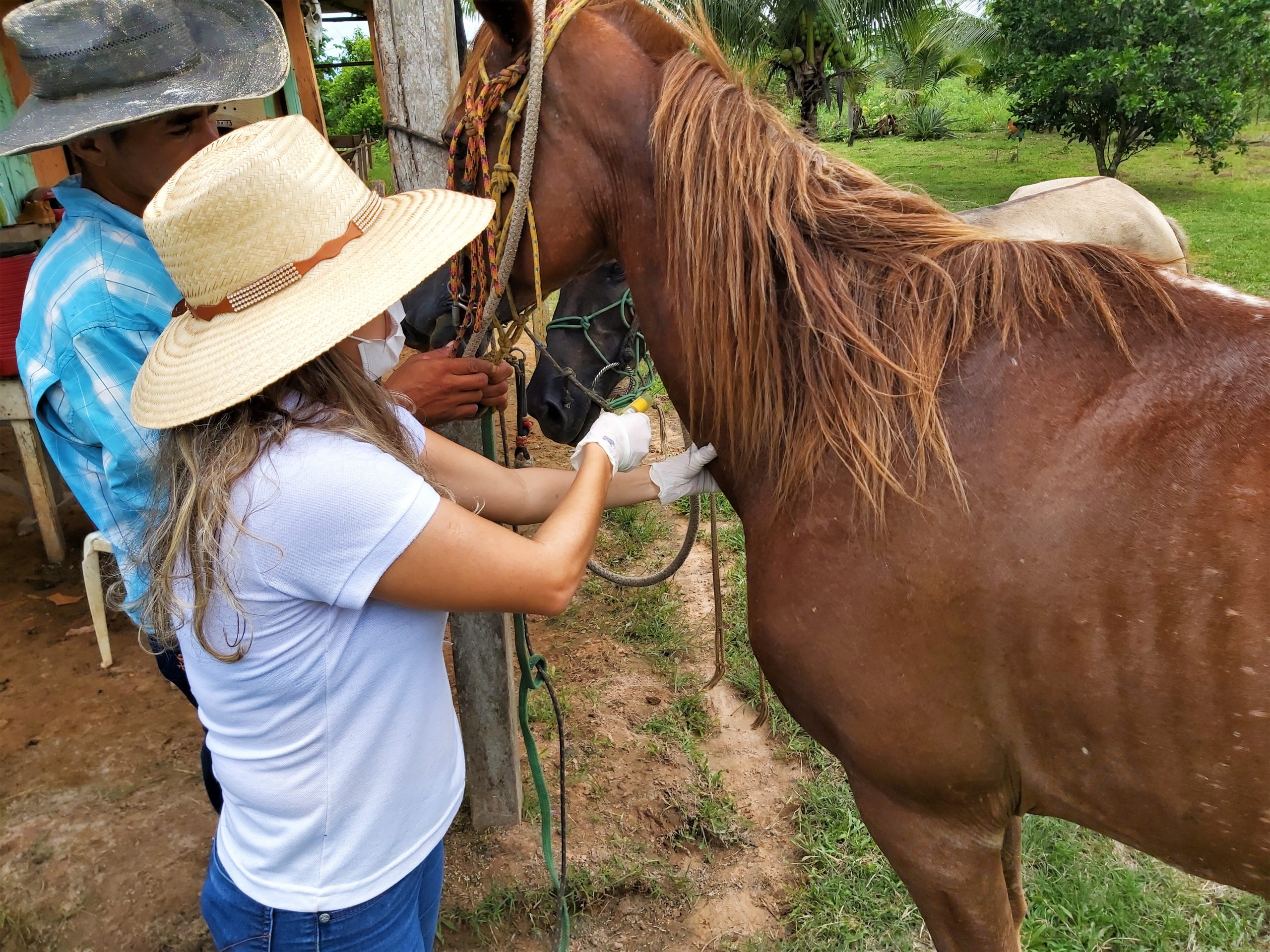 Idaf alerta para a importância do exame de anemia infecciosa equina