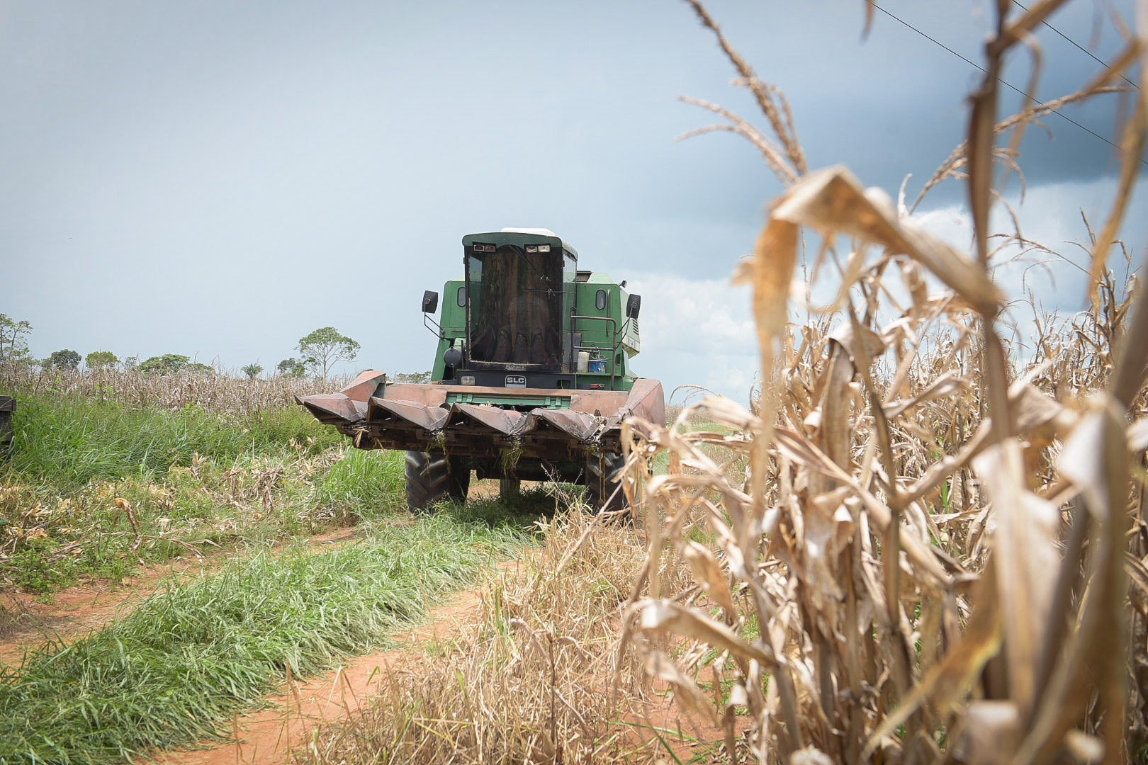 Com apoio e fortalecimento do governo, cultivo de milho no Acre ultrapassou 105 mil toneladas em 2021