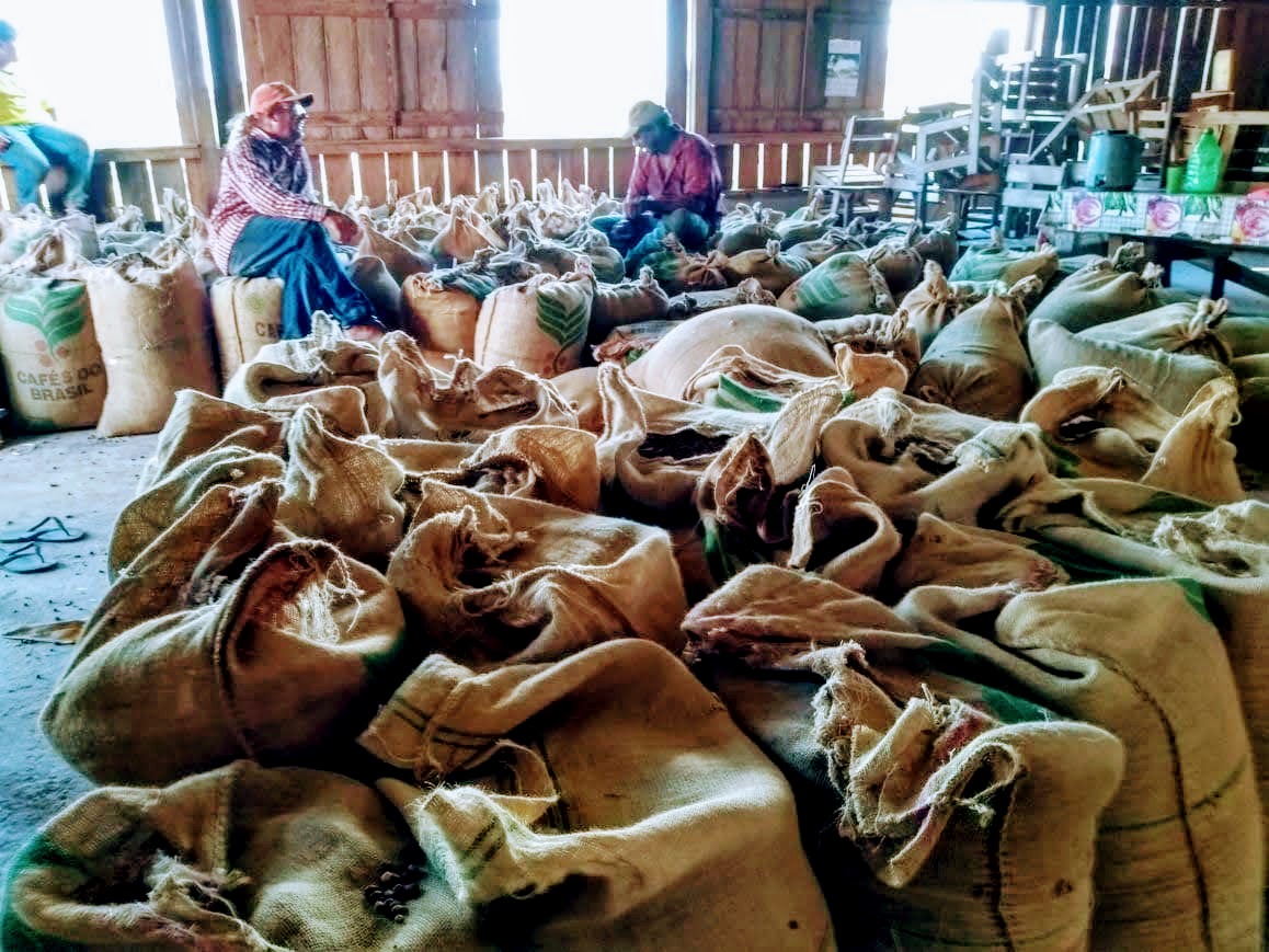 Produtores do Assentamento Tocantins apostam na cafeicultura e pretendem disparar na colheita