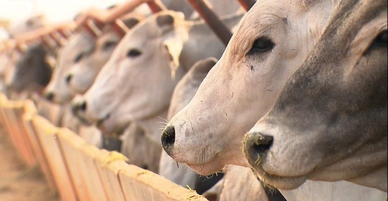 Acre reduz base de cálculo do ICMS nas operações interestaduais de gado bovino