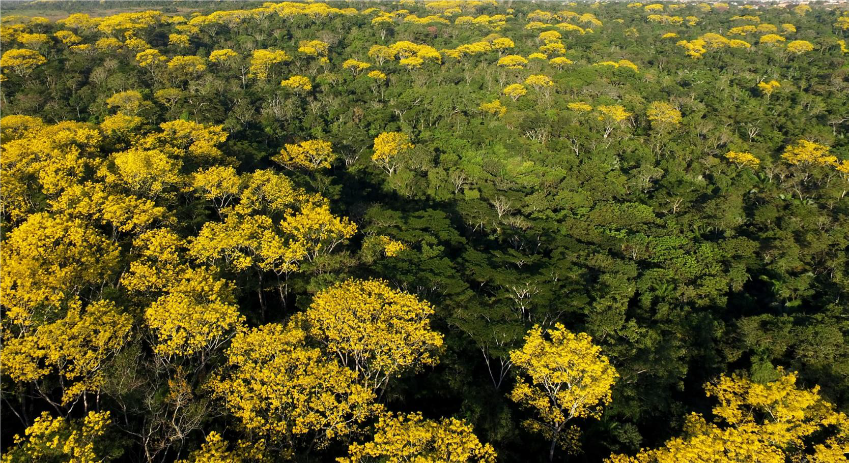 Governo comemora mês do Meio Ambiente com vasta programação em junho