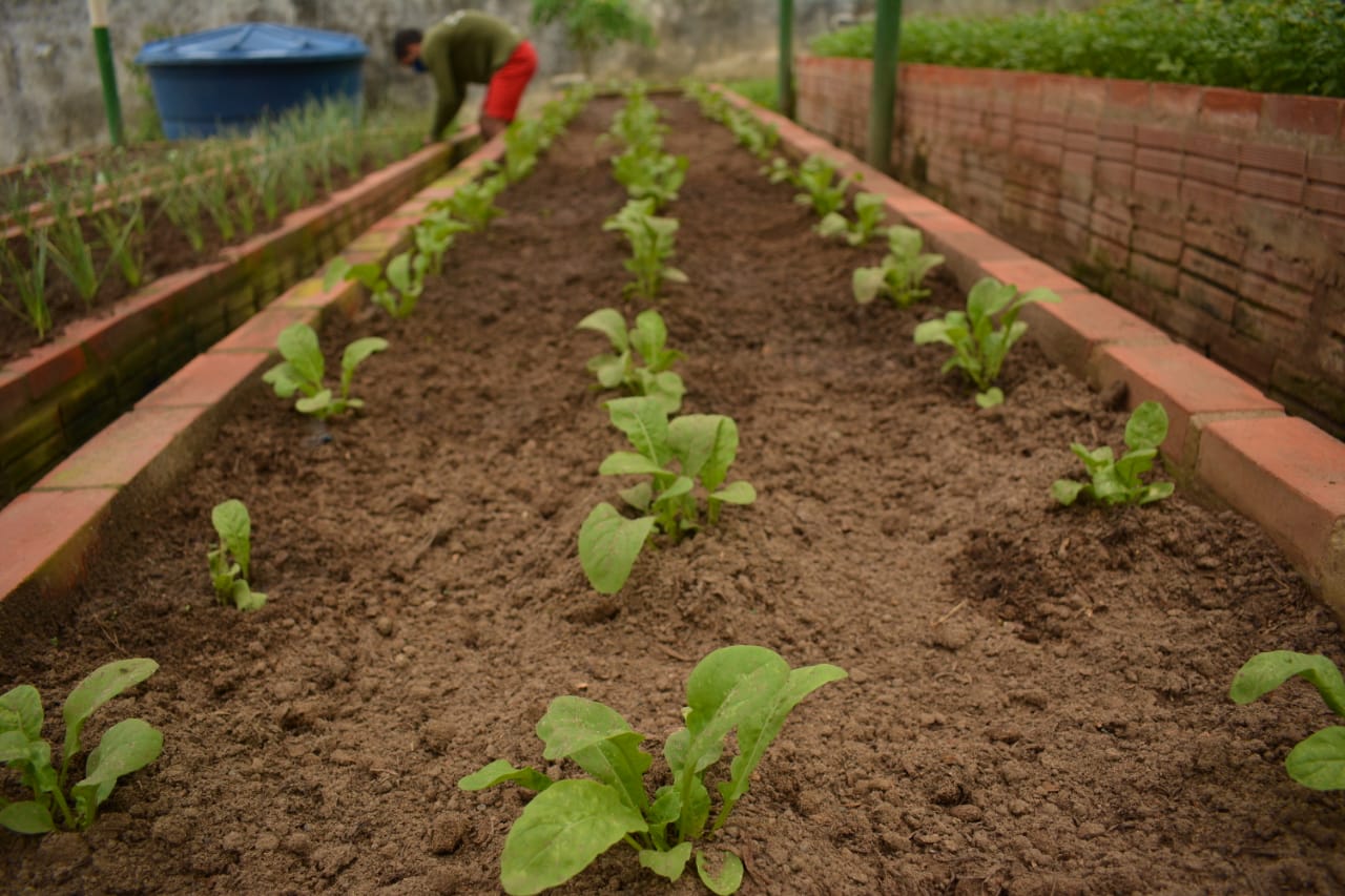 Projeto Plantando Sonhos semeia esperança em jovens de unidade socioeducativa no Juruá