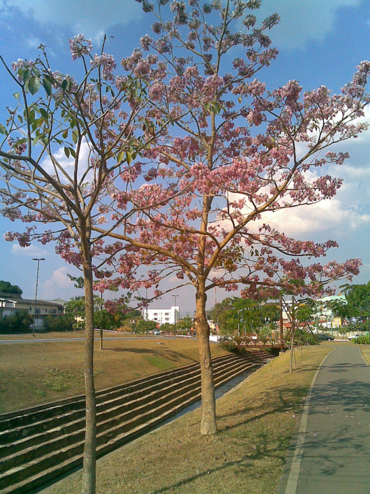 Comissão debate revisão do Manual de Arborização Urbana do Acre