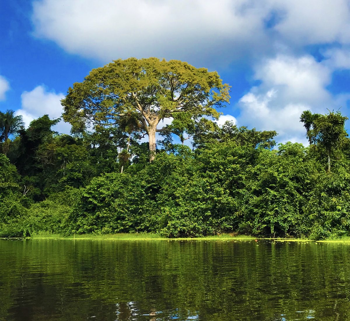 Sema abre consulta pública digital para reformulação da lei do Sistema Estadual de Áreas Naturais Protegidas do Acre