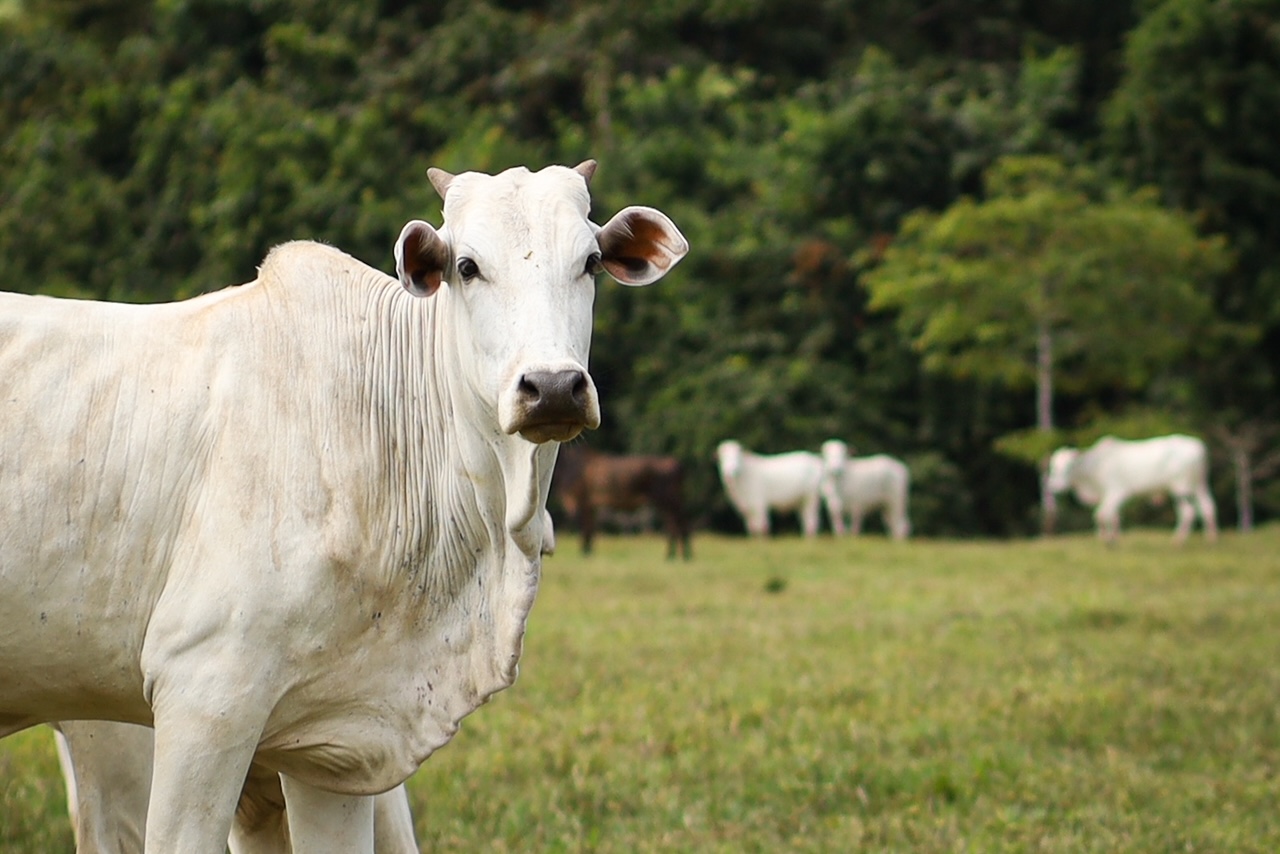 Idaf destaca qualidade dos produtos de origem animal para os consumidores