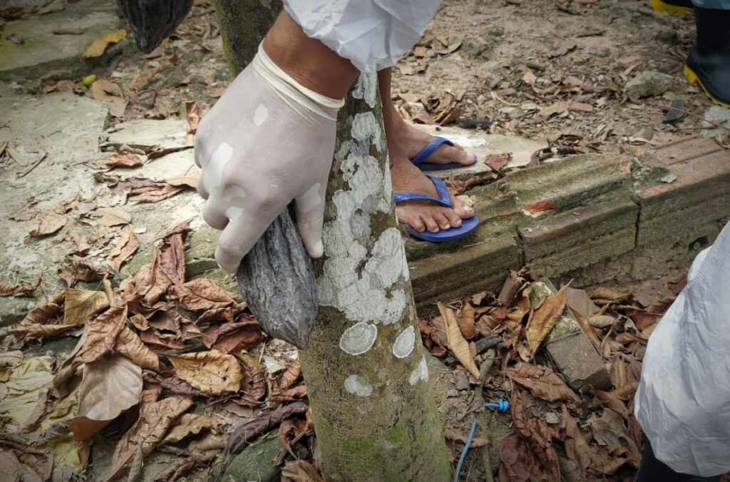 Produtores participam de capacitação para combater e erradicar a monilíase do cacau e cupuaçu