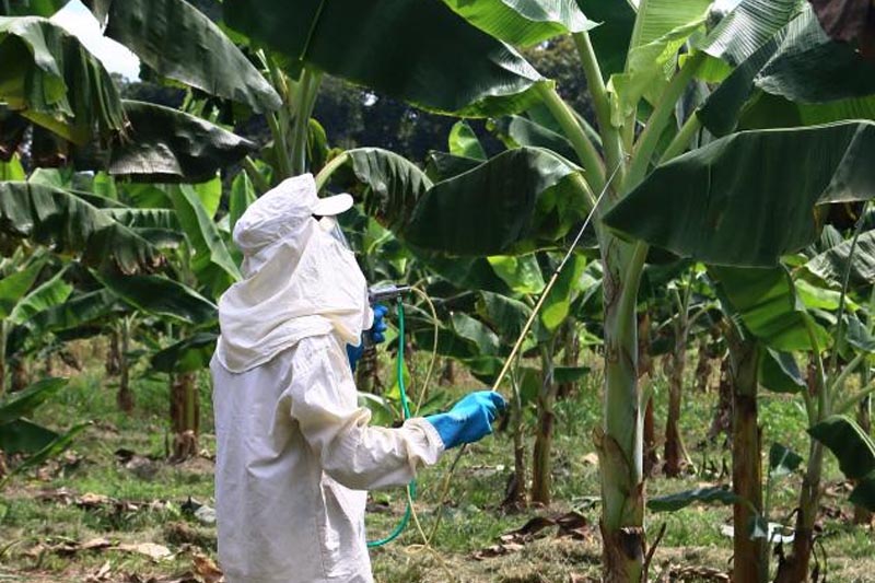 Governo do Acre e Ministério da Agricultura promovem treinamento sobre doença que ameaça a cultura da banana