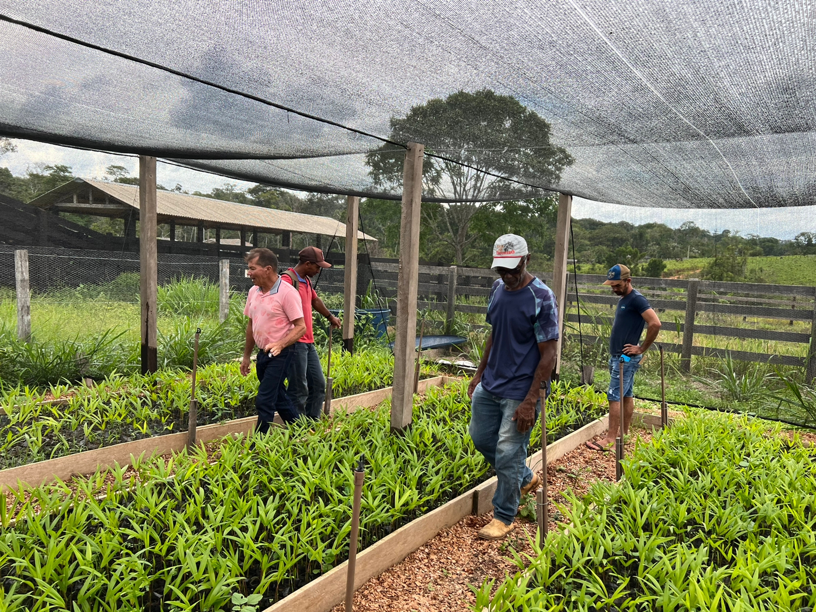 Extrativistas aprendem boas práticas de produção de castanha, com técnicas de reflorestamento e melhoria de renda