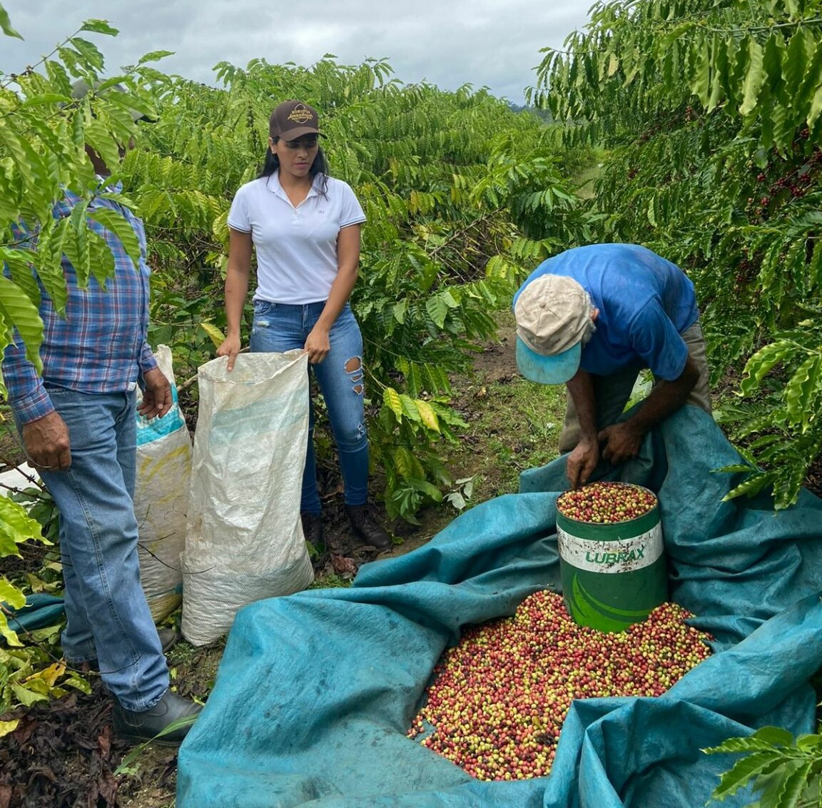 Sepa e Sebrae realizam curso de cafeicultura aos produtores de Epitaciolândia e Brasileia