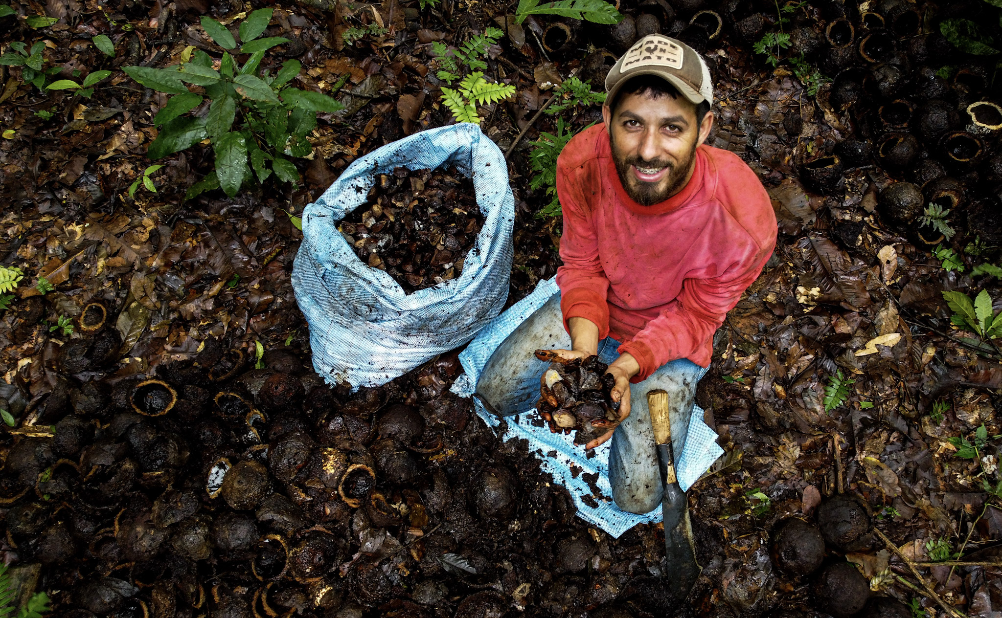 Castanha: a riqueza da floresta em pé