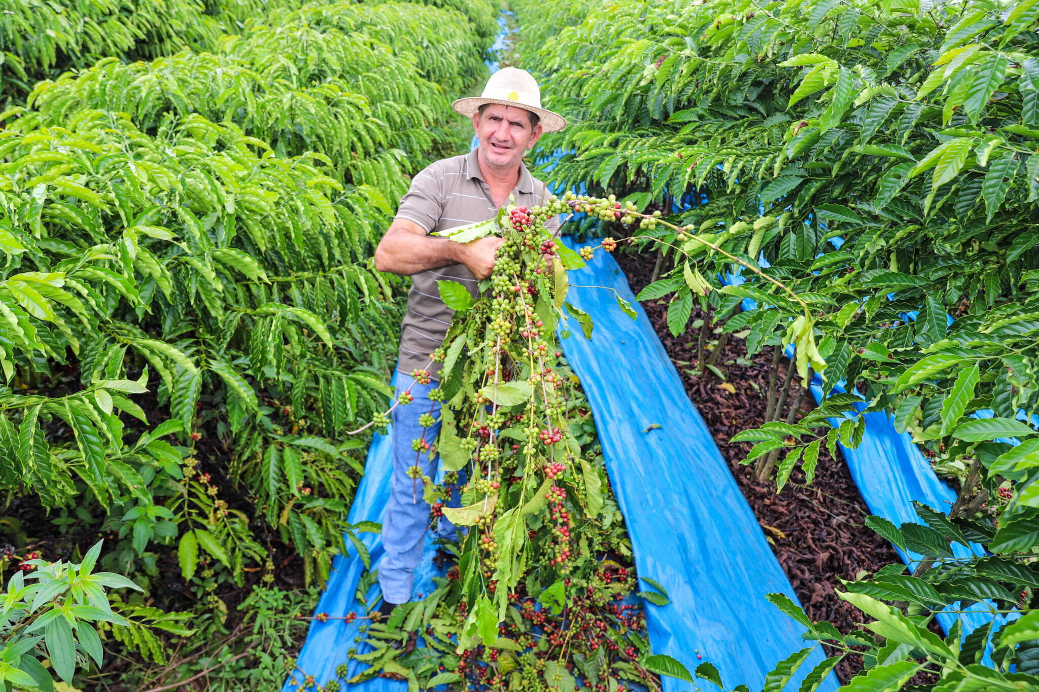 Estado promove lançamento oficial da colheita do café em Acrelândia