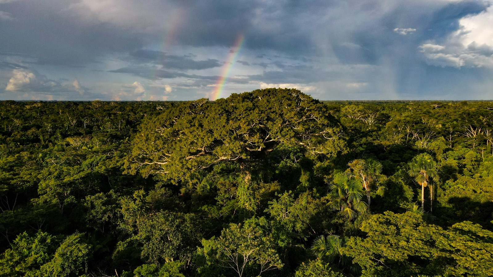 Governo lança programação em alusão ao Dia da Amazônia