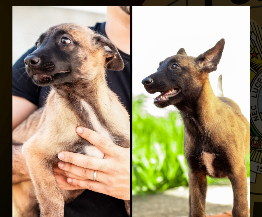 População participa ativamente e escolhe nomes para cães que auxiliarão a Polícia Civil