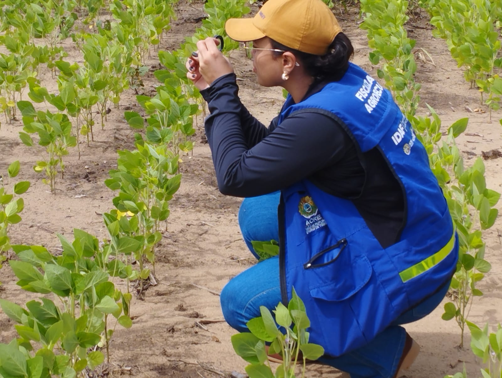 Idaf informa alteração no cronograma do plantio de soja por conta do atraso das chuvas